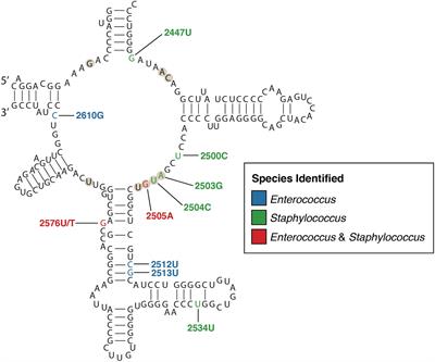 Genomic Insights Into Last-Line Antimicrobial Resistance in Multidrug-Resistant Staphylococcus and Vancomycin-Resistant Enterococcus